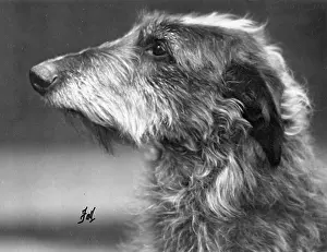 Certificate: FALL/DEERHOUND/ROSS