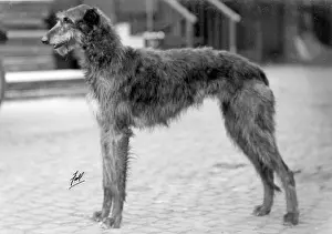 Certificate: FALL/DEERHOUND/ROSS