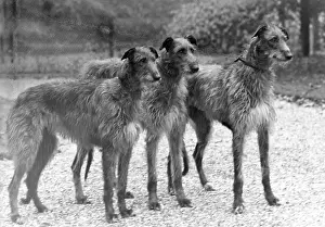 Deerhound: FALL/DEERHOUND/ROTHERWD