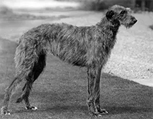 Deerhound: FALL/DEERHOUND/ROTHERWD