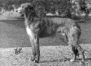 Pericles: FALL/DEERHOUND/ROTHERWD