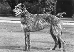 Vesta: FALL/DEERHOUND/ROTHERWD