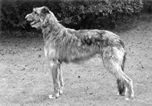 Deerhound: FALL/DEERHOUND/ROTHERWD