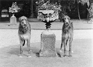 Deerhound: FALL/DEERHOUNDS