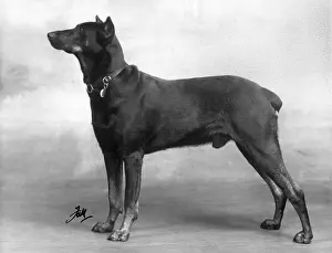 Unnamed: FALL/DOBERMANN/1940