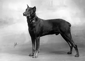 Unnamed: FALL/DOBERMANN/1940