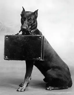 Unnamed: FALL/DOBERMANN/1940