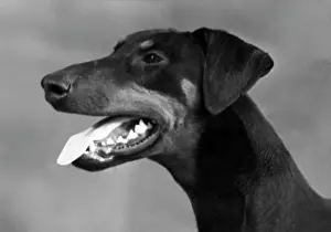 Unnamed: FALL/DOBERMANN/1948