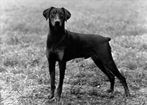 Doberman: FALL/DOBERMANN/1952
