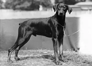 Doberman: FALL/DOBERMANN/1953