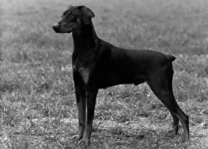 Doberman: FALL/DOBERMANN/1954