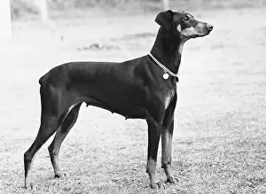 Baroness: FALL/DOBERMANN/1955