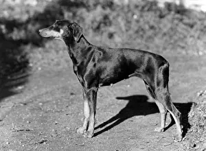 Doberman: FALL/DOBERMANN/1956