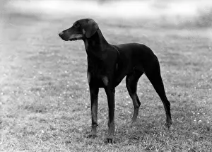 Doberman: FALL/DOBERMANN/1957