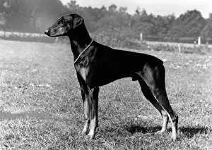 Pinscher: FALL/DOBERMANN/1975