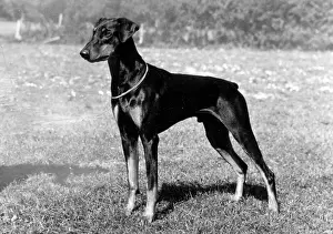 Unnamed: FALL/DOBERMANN/1975