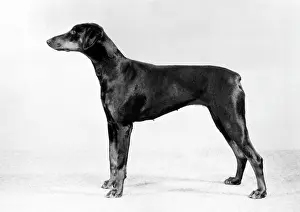 Doberman: FALL/DOBERMANN/1982