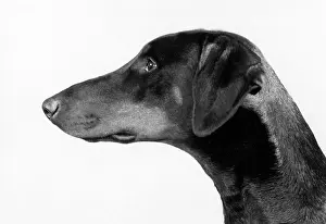 Doberman: FALL/DOBERMANN/1982