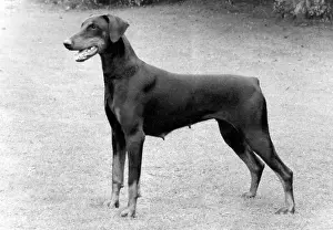 Doberman: FALL/DOBERMANN/1983