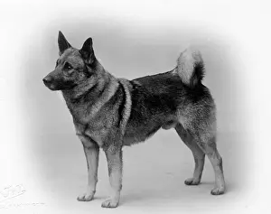 Elkhound: FALL/ELKHOUND/1924