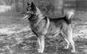 Elkhound: FALL/ELKHOUND/1929
