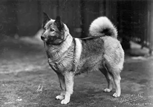 Elkhound: FALL/ELKHOUND/1932