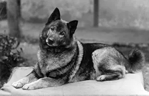 Elkhound: FALL/ELKHOUND/1936