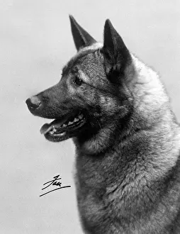 Lister: FALL/ELKHOUND/1939
