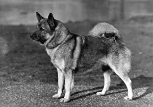 Elkhound: FALL/ELKHOUND/1947