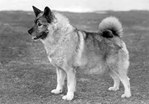 Elkhound: FALL/ELKHOUND/1959