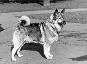 Poole: FALL/ELKHOUND/1969
