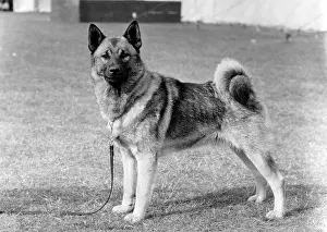 Elkhound: FALL/ELKHOUND/1972