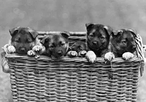 Elkhound: FALL/ELKHOUND/PUPPIES