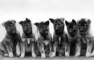 Lister: FALL/ELKHOUND/PUPPIES