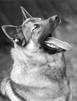Yawning: FALL/ELKHOUND/YAWNING