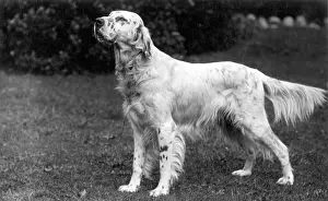 Pennine: FALL/ENGLISH SETTER/1928