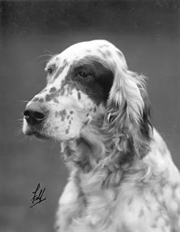 Certificate: FALL/ENGLISH SETTER/1929