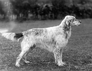 Setter: FALL/ENGLISH SETTER/1933
