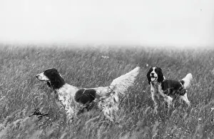 Howe: FALL/ENGLISH SETTER/1936