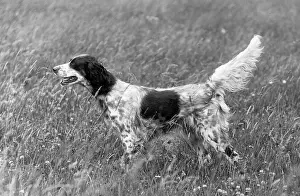 Howe: FALL/ENGLISH SETTER/1936