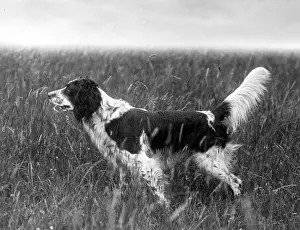 Howe: FALL/ENGLISH SETTER/1936