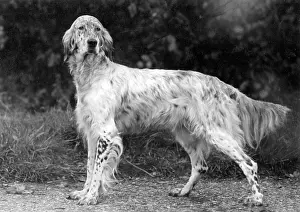 Setter: FALL/ENGLISH SETTER/1938
