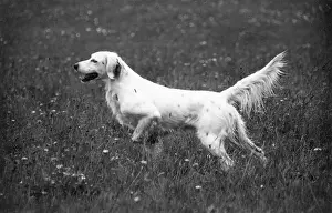 Howe: FALL/ENGLISH SETTER/1938