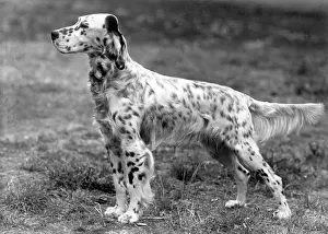 Setter: FALL/ENGLISH SETTER/1946