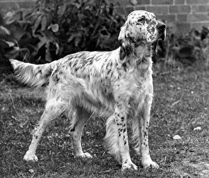 Setter: FALL/ENGLISH SETTER/1953