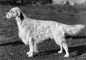 Swift: FALL/ENGLISH SETTER/1958