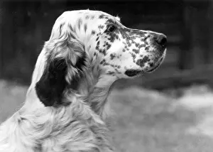 Swift: FALL/ENGLISH SETTER/1959