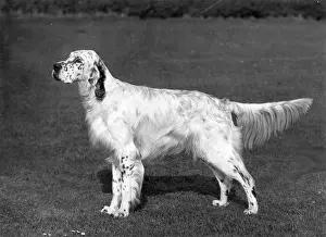 Yankee: FALL/ENGLISH SETTER/1966