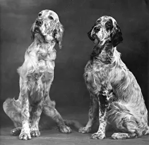 Enright: FALL/ENGLISH SETTER/PAIR
