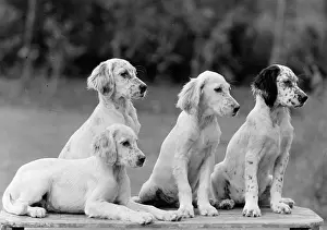Setter: FALL/ENGLISH SETTER/PUPS